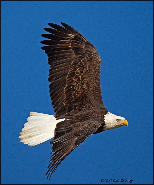 _1SB7504 american bald eagle.jpg